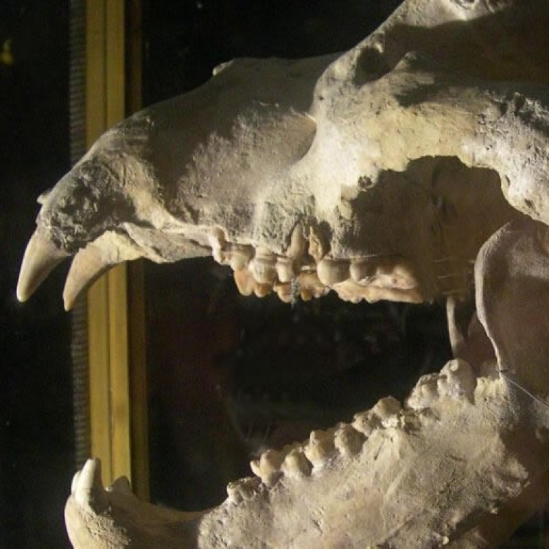 Dal Monferrato alle grotte; sulle tracce dell’Orso e dell’uomo preistorico