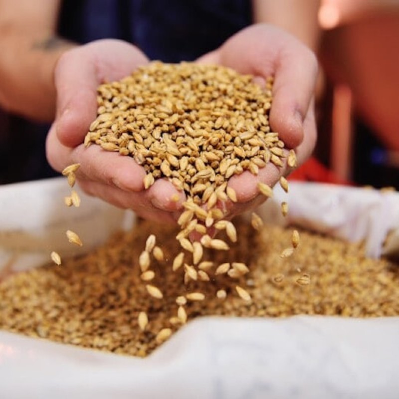Grani antichi, malto e birrifici agricoli
