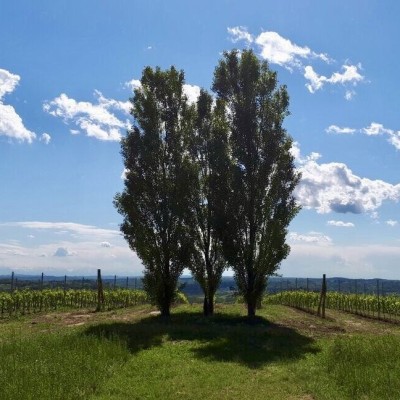 IL SUSSURRO DEI TRE ALBERI AGRITURISMO con RISTORANTE