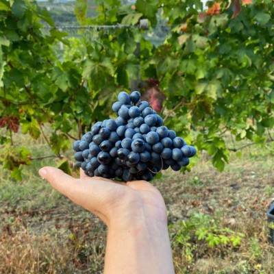 VIOTTI VINI