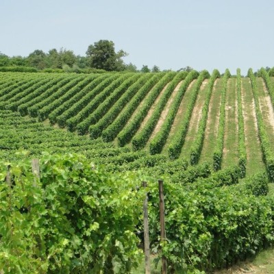 CASCINA BRICHETTO
