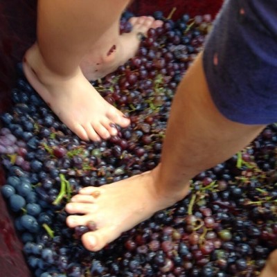 OLIVETTA VINI
