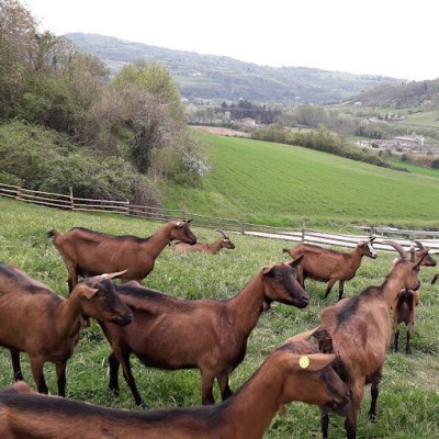 AGRITURISMO ADORNO